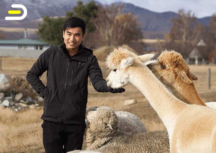 Lake Tekapo High Country Farm Tour 蒂卡波高地牧场游（带向导）